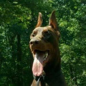 Meet your Posher, Robin